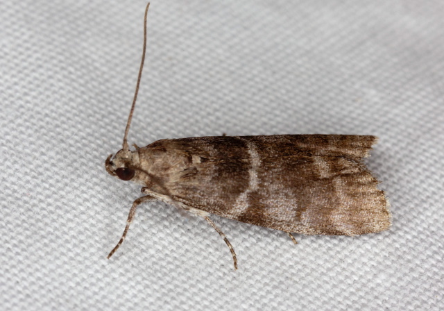 Actrix nyssaecolella? Pyralidae