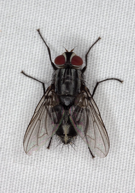   Sarcophagidae?