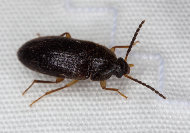 Hymenorus sp. Tenebrionidae