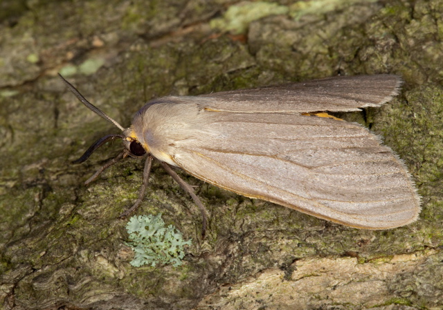 Euchaetes egle Erebidae