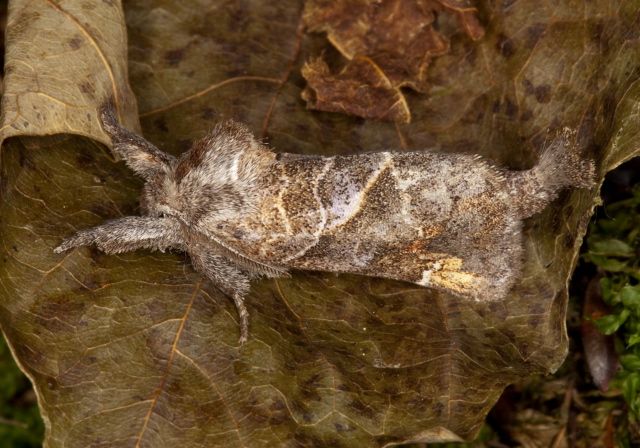 Clostera inclusa Notodontidae