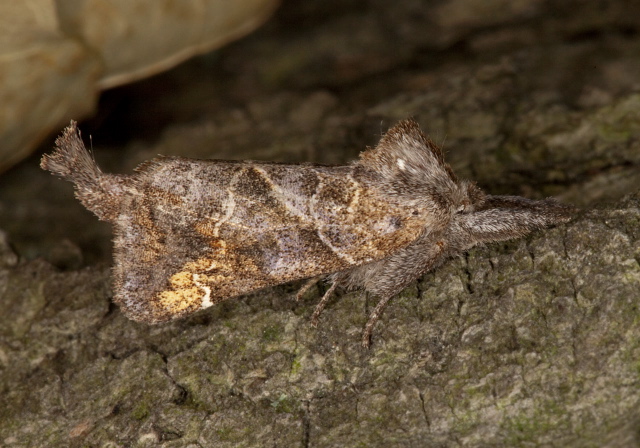 Clostera inclusa Notodontidae