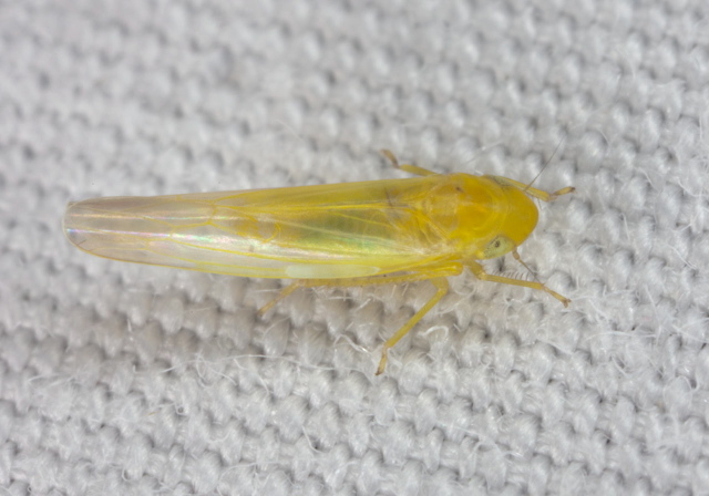 Forcipata sp. Cicadellidae