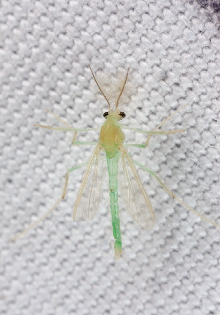   Chironomidae