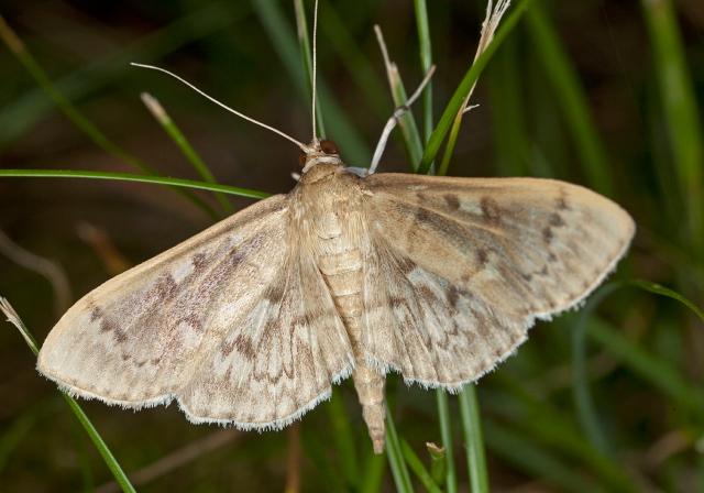 Herpetogramma aeglealis Crambidae