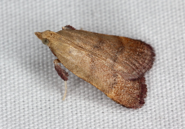Condylolomia participalis Pyralidae