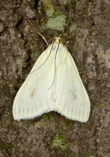 Sitochroa palealis Crambidae