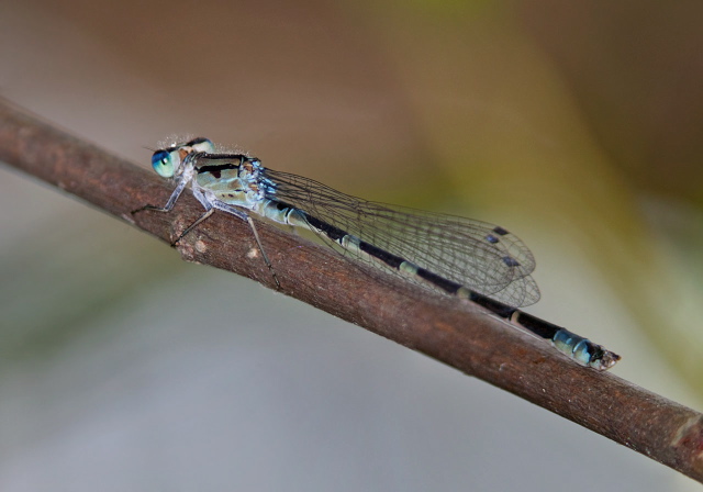 Enallagma sp. Coenagrionidae