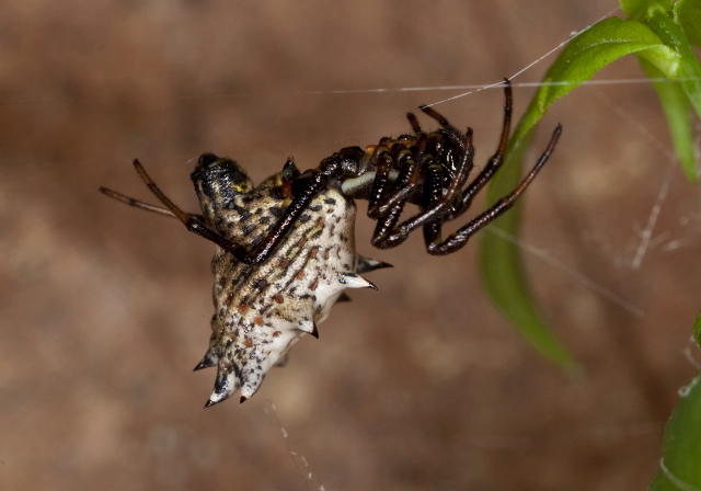 Micrathena gracilis Araneidae