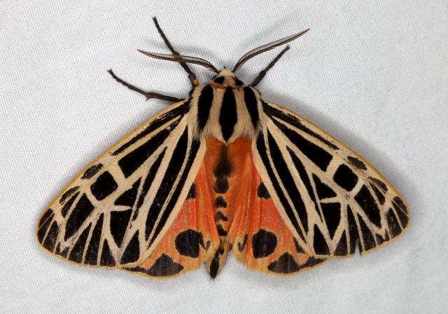 Grammia virgo Erebidae