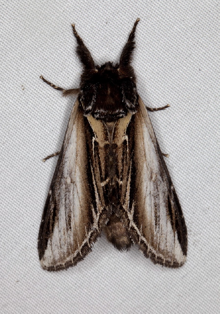 Pheosia rimosa Notodontidae
