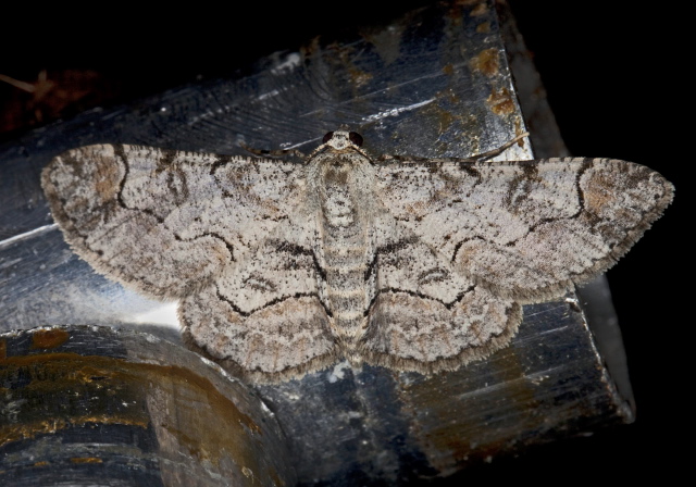 Iridopsis larvaria? Geometridae