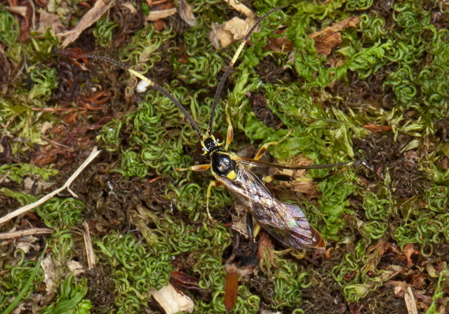 Cratichneumon sp. Ichneumonidae