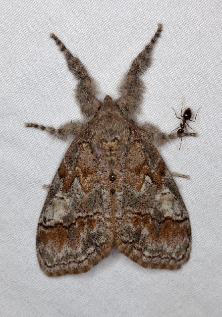 Dasychira dorsipennata Erebidae