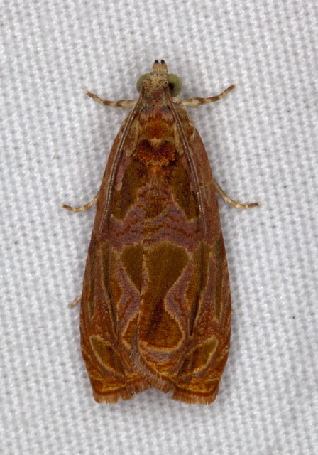 Olethreutes nitidana Tortricidae