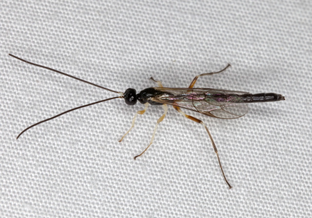 Neoxorides sp.? Ichneumonidae