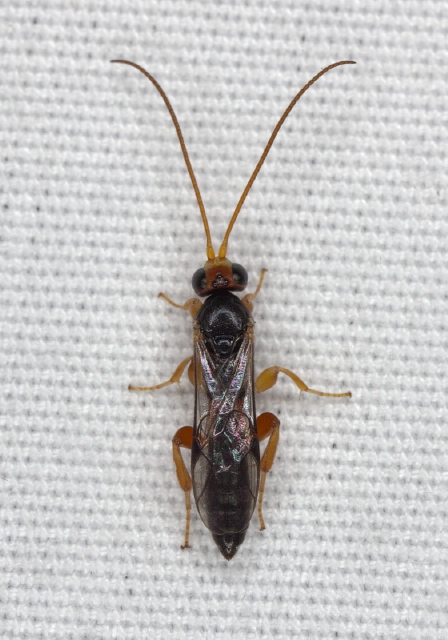   Ichneumonidae