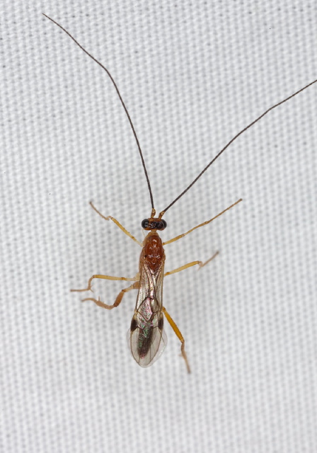 Macrocentrus sp. Braconidae