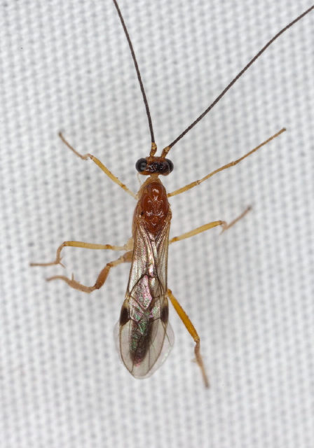 Macrocentrus sp. Braconidae