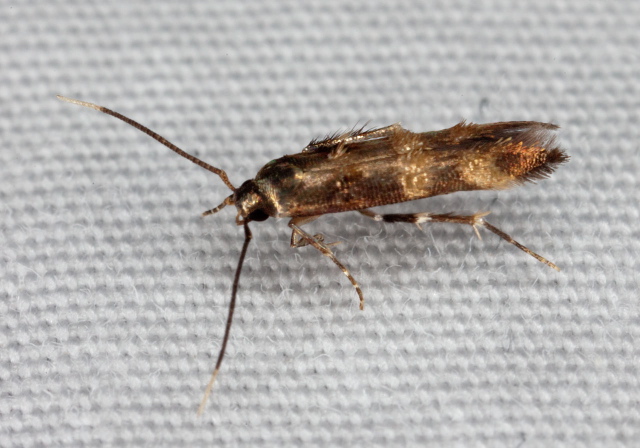 Stilbosis tesquella? Cosmopterigidae