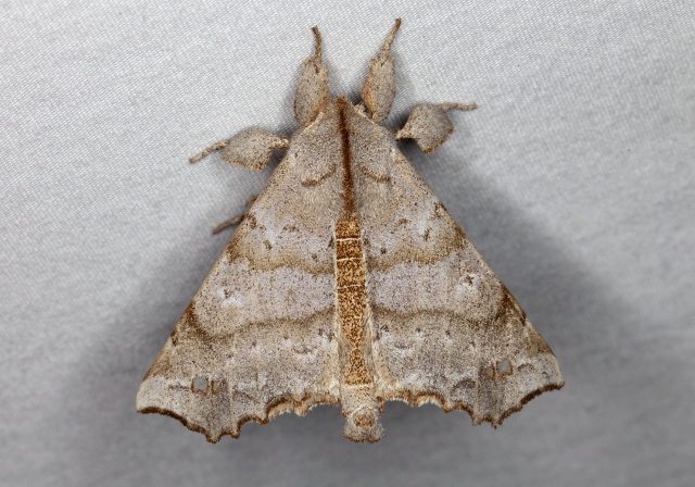 Olceclostera angelica Bombycidae