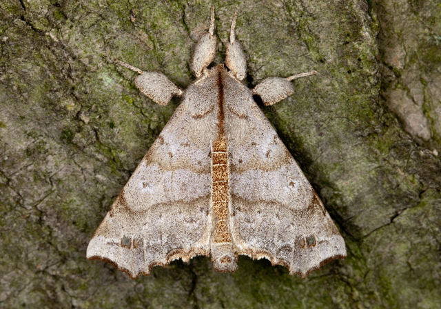 Olceclostera angelica Bombycidae