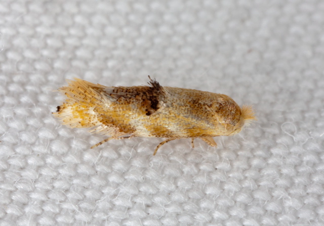 Bucculatrix coronatella? Bucculatricidae