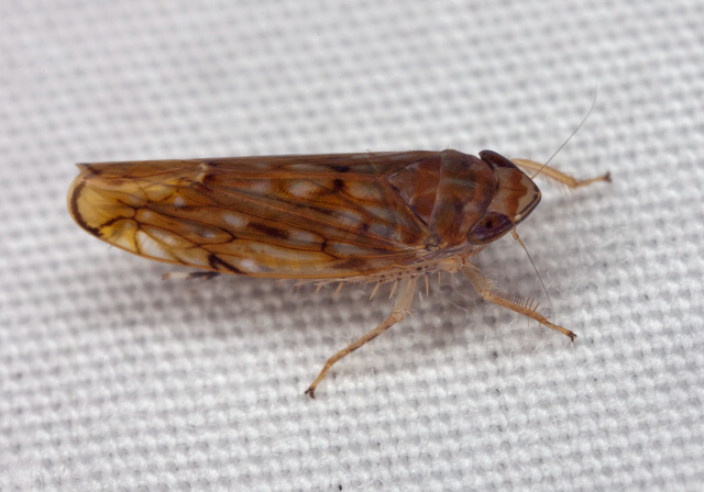 Scaphoideus sp. Cicadellidae