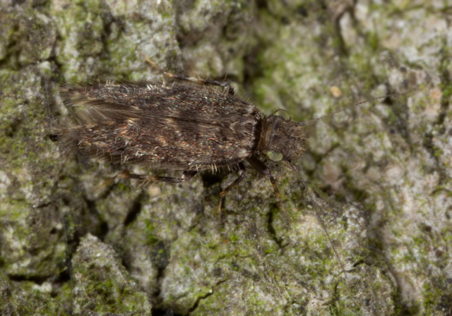 Echmepteryx hageni Lepidopsocidae