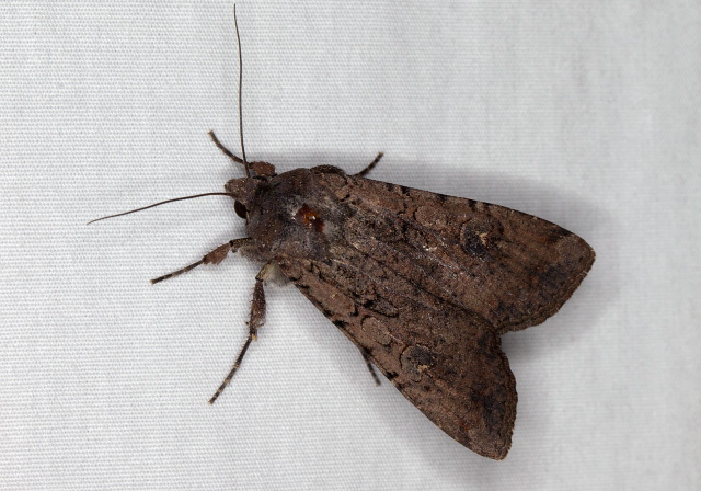 Peridroma saucia Noctuidae