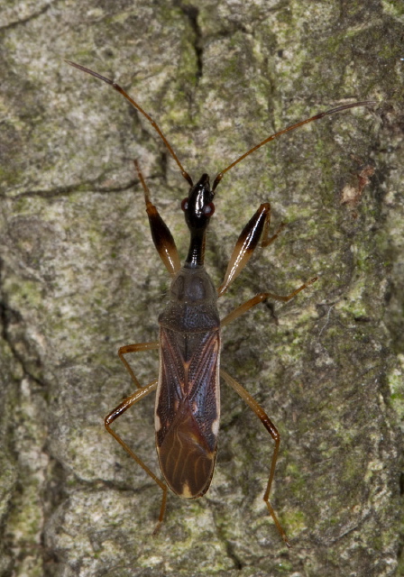 Myodocha serripes Rhyparochromidae