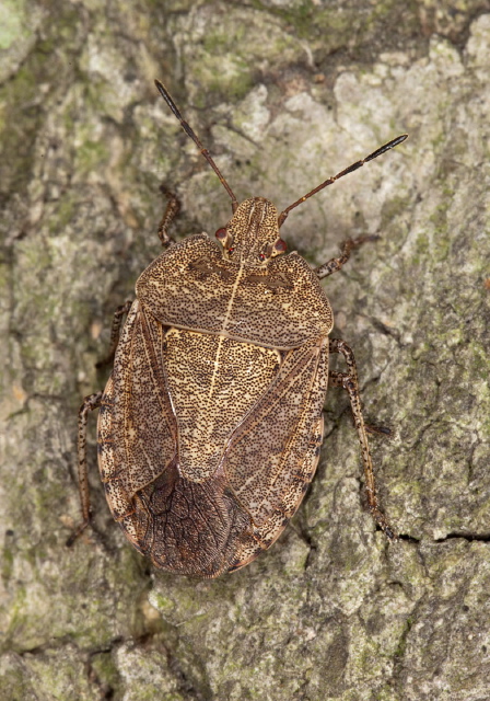 Menecles insertus Pentatomidae