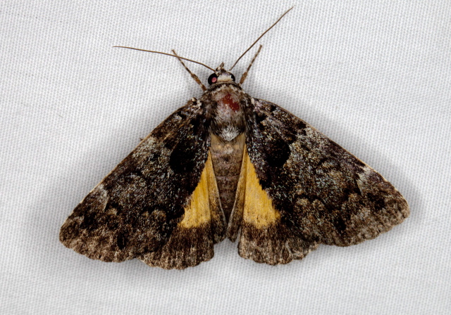 Allotria elonympha Erebidae