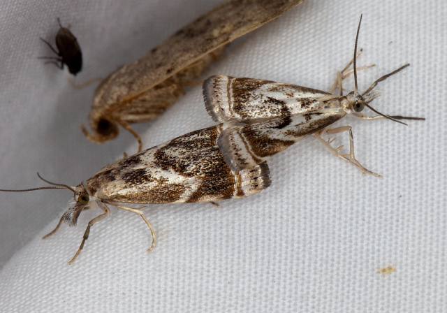 Microcrambus elegans Crambidae