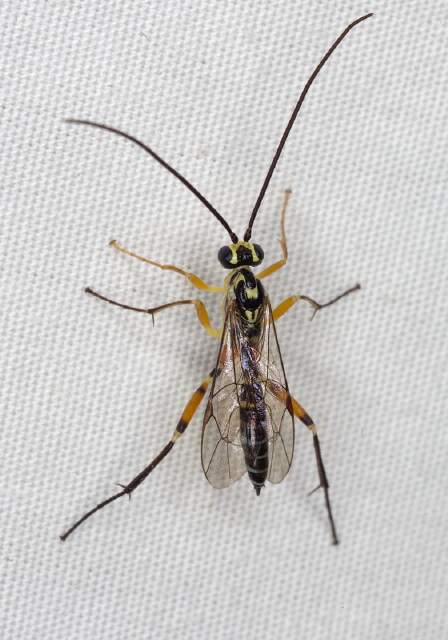 Phytodietus sp. Ichneumonidae