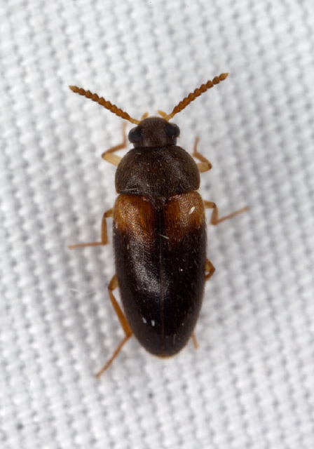 Hallomenus scapularis Tetratomidae