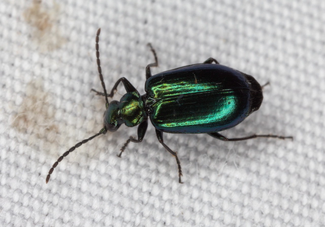 Lebia viridis Carabidae