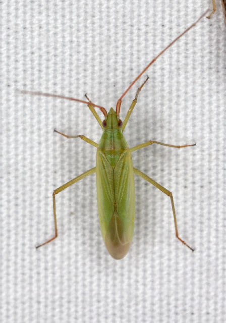 Trigonotylus caelestialium Miridae