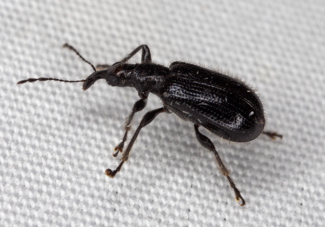 Eugnamptus angustatus Attelabidae