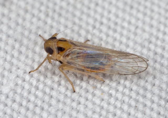 Muirodelphax arvensis Delphacidae