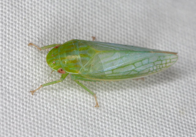 Gyponana geminata? Cicadellidae