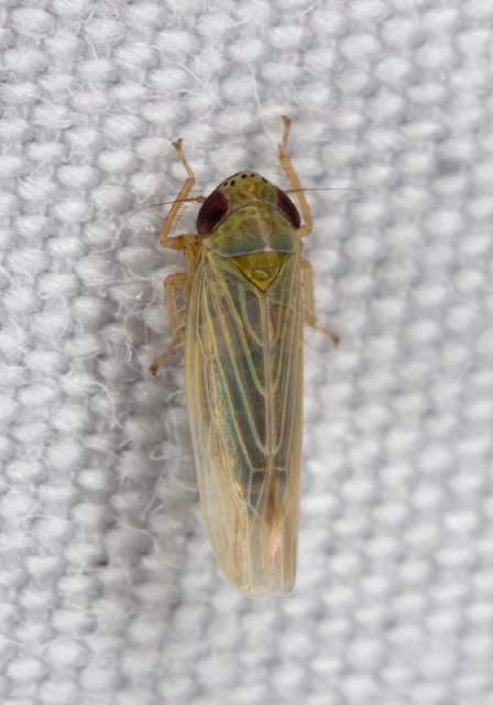 Graminella nigrifrons? Cicadellidae