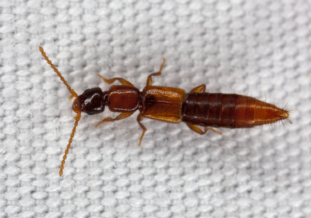   Staphylinidae