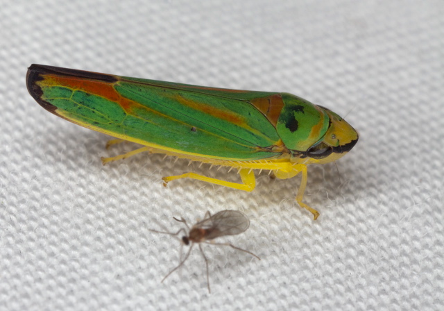Graphocephala fennahi? Cicadellidae