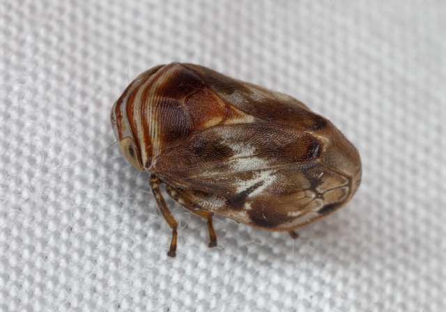 Clastoptera obtusa Cercopidae