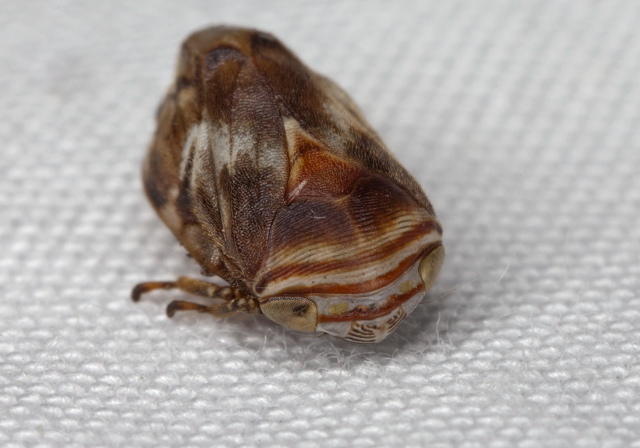 Clastoptera obtusa Cercopidae