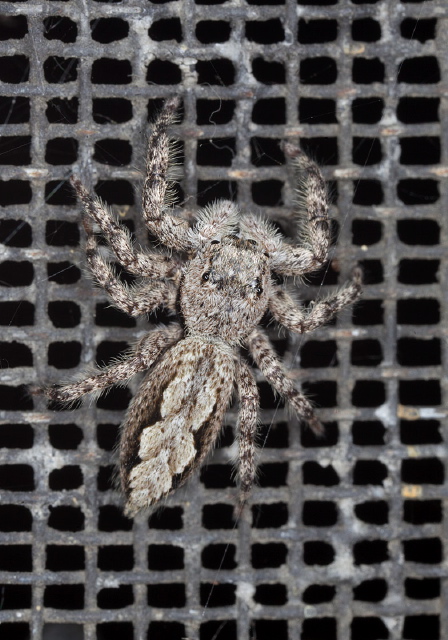 Platycryptus undatus Salticidae