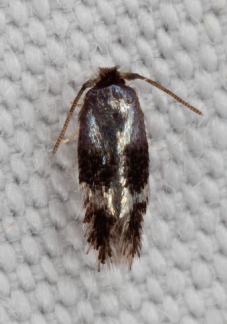 Trifurcula (Glaucolepis) saccharella Nepticulidae