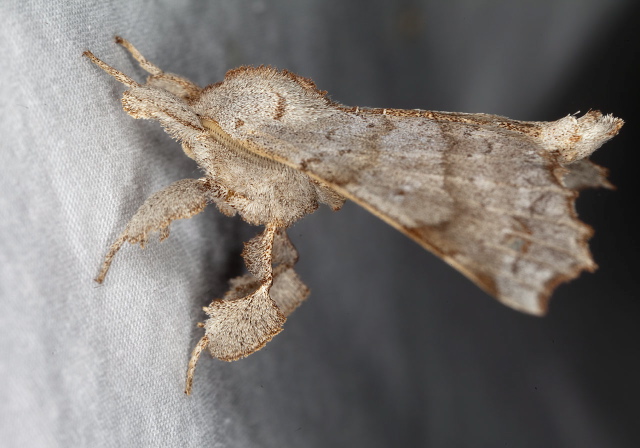 Olceclostera angelica Bombycidae