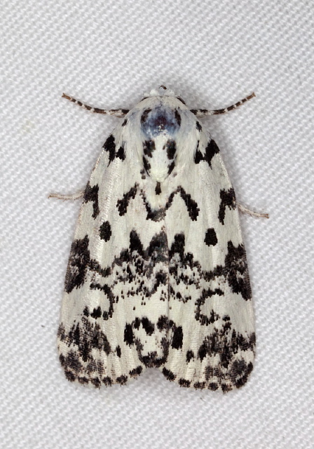 Polygrammate hebraeicum Noctuidae